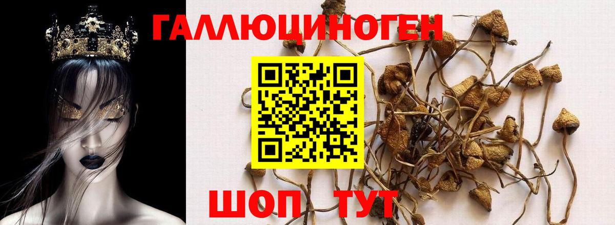 Псилоцибиновые грибы Psilocybe Кушва